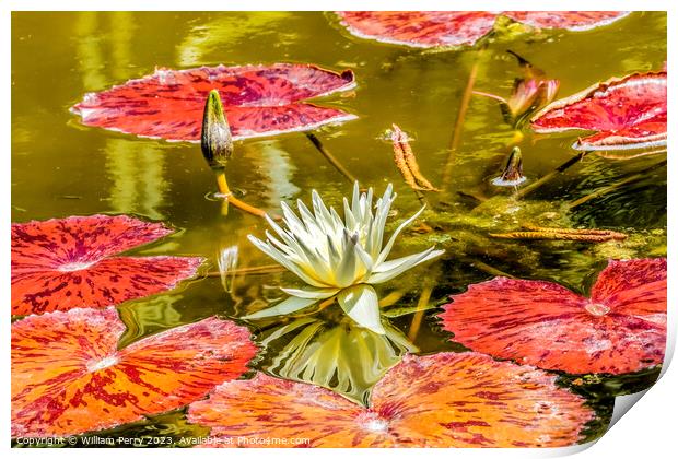 White European Water Lily Fairchild Garden Coral Gables Florida Print by William Perry