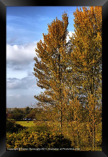 Golden Autumn In Suffolk Framed Print by Darren Burroughs