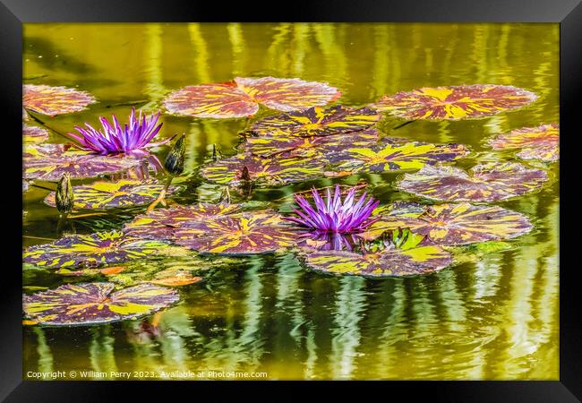 Purple Nymphea Water Lily Fairchild Garden Coral Gables Florida Framed Print by William Perry
