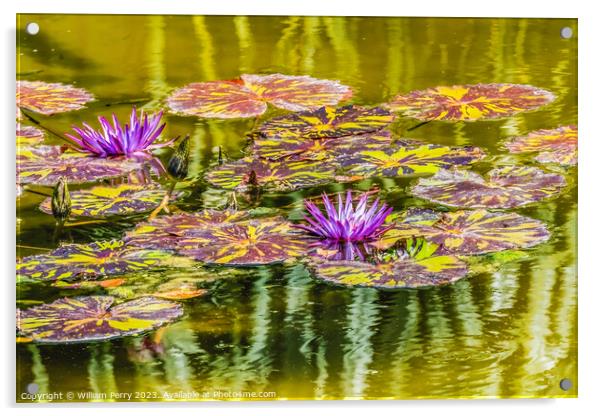 Purple Nymphea Water Lily Fairchild Garden Coral Gables Florida Acrylic by William Perry