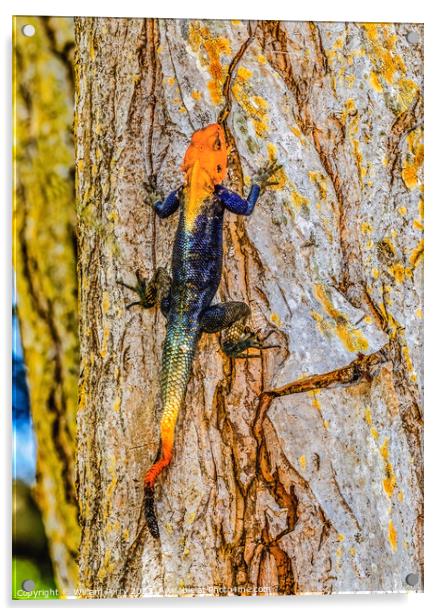 Rainbow Agama Lizard Fairchild Garden Coral Gables Florida Acrylic by William Perry