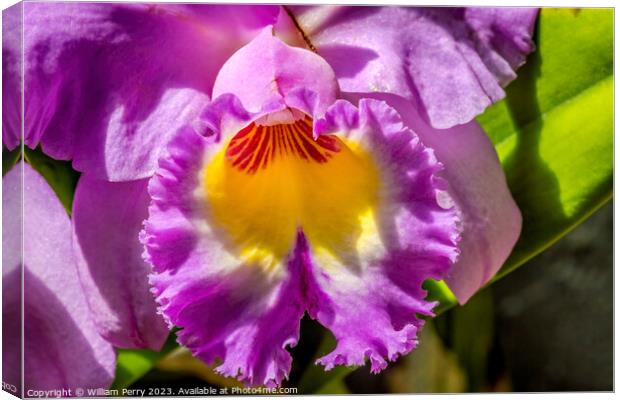 Purple Yellow Cattleya Orchid Flower Florida Canvas Print by William Perry