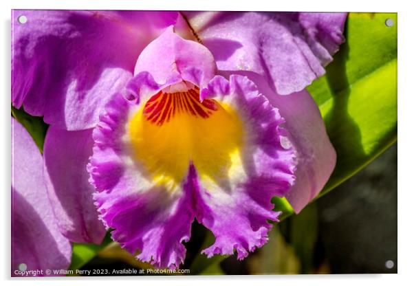 Purple Yellow Cattleya Orchid Flower Florida Acrylic by William Perry