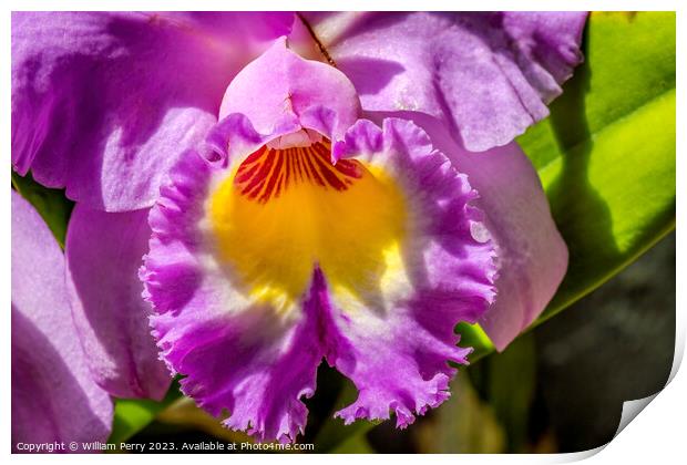 Purple Yellow Cattleya Orchid Flower Florida Print by William Perry