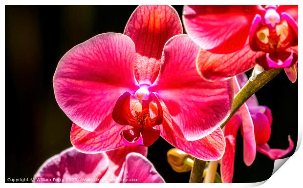 Pink Moth Orchids Flowers Florida Print by William Perry