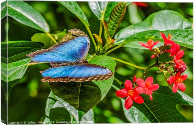 Blue Morpho Butterfly Red Flowers Fairchild Garden Coral Gables  Canvas Print by William Perry