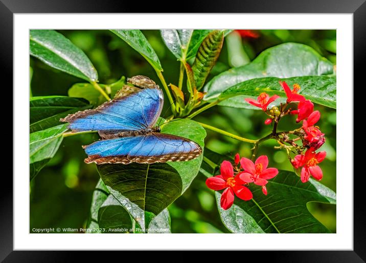 Blue Morpho Butterfly Red Flowers Fairchild Garden Coral Gables  Framed Mounted Print by William Perry