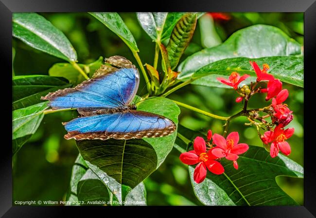 Blue Morpho Butterfly Red Flowers Fairchild Garden Coral Gables  Framed Print by William Perry