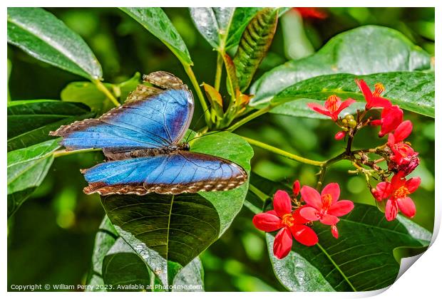 Blue Morpho Butterfly Red Flowers Fairchild Garden Coral Gables  Print by William Perry