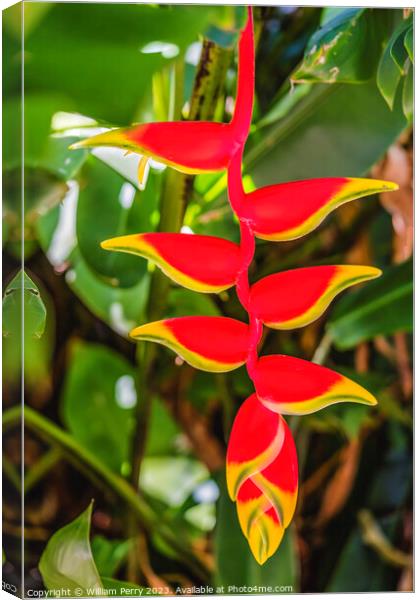 Red Flowers Hanging Lobster Claws Fairchild Garden Florida Canvas Print by William Perry