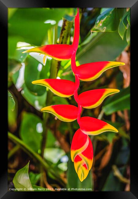 Red Flowers Hanging Lobster Claws Fairchild Garden Florida Framed Print by William Perry