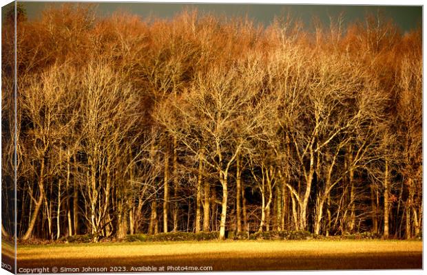 sunlit trees Canvas Print by Simon Johnson