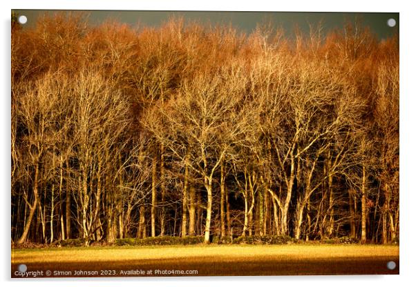 sunlit trees Acrylic by Simon Johnson