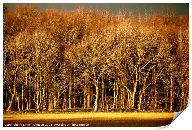 sunlit trees Print by Simon Johnson