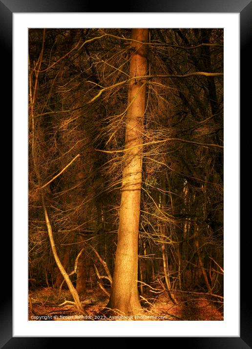 morning sunlight Snowshill Woods  Framed Mounted Print by Simon Johnson