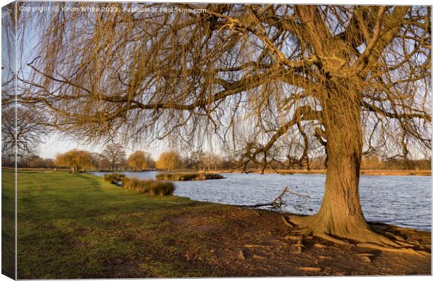 Grand old weeping willow tree catches the morning winter sun Canvas Print by Kevin White