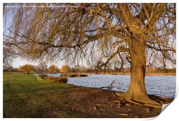 Grand old weeping willow tree catches the morning winter sun Print by Kevin White