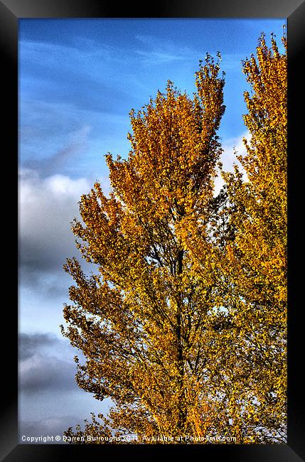 Golden Autumn Framed Print by Darren Burroughs