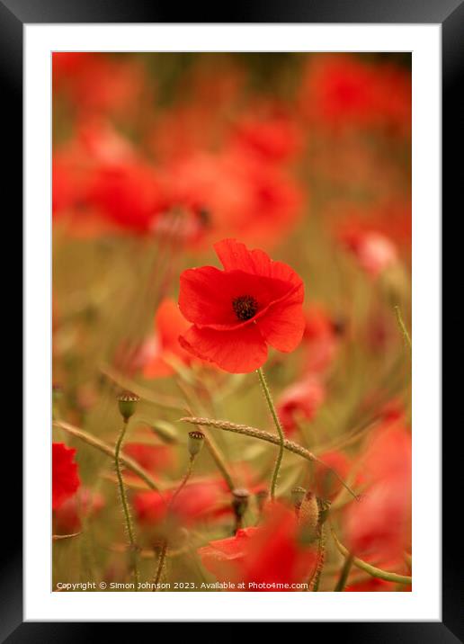 Poppy close up Framed Mounted Print by Simon Johnson