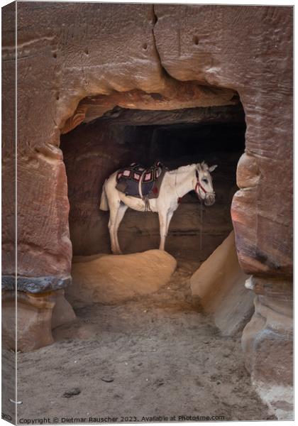 Arabian White Horse in a Cave in Petra, Jordan Canvas Print by Dietmar Rauscher