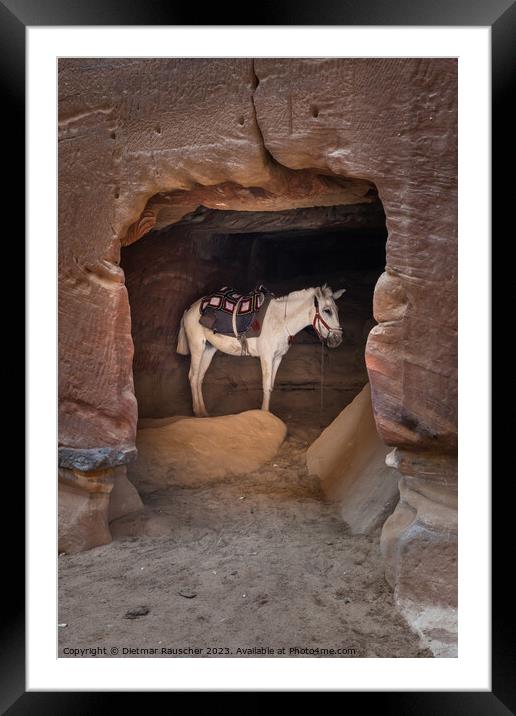 Arabian White Horse in a Cave in Petra, Jordan Framed Mounted Print by Dietmar Rauscher