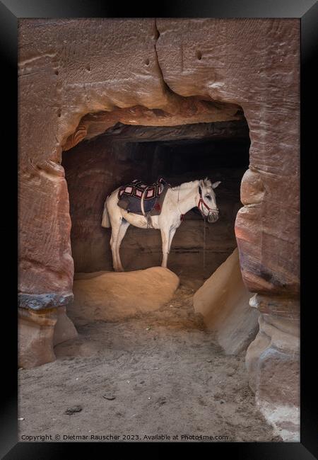 Arabian White Horse in a Cave in Petra, Jordan Framed Print by Dietmar Rauscher