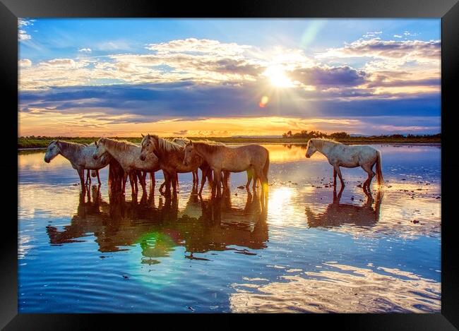 Serene Camargue Sunrise Framed Print by Helkoryo Photography