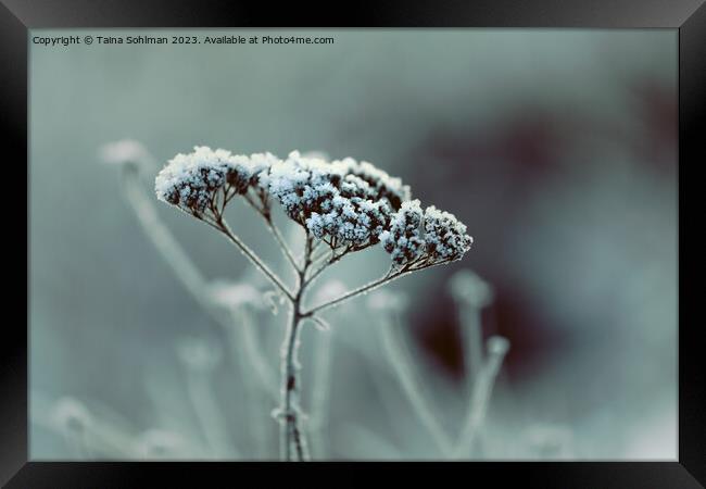 Hoarfrost on Achillea millefolium, Common Yarrow Framed Print by Taina Sohlman