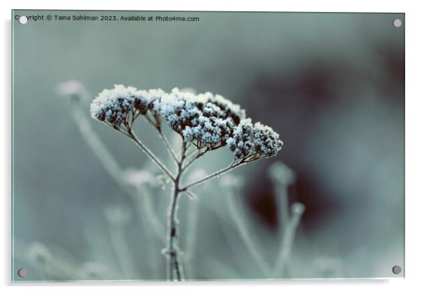 Hoarfrost on Achillea millefolium, Common Yarrow Acrylic by Taina Sohlman