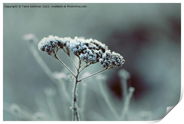 Hoarfrost on Achillea millefolium, Common Yarrow Print by Taina Sohlman