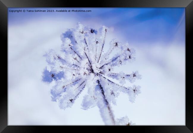 Hoarfrost on Anthriscus sylvestris, Cow Parsley in Framed Print by Taina Sohlman
