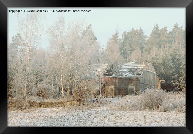 Abandoned Wooden Farm Building in Winter Framed Print by Taina Sohlman