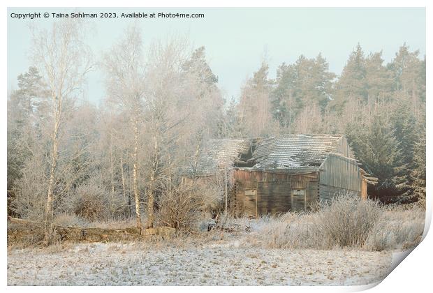 Abandoned Wooden Farm Building in Winter Print by Taina Sohlman