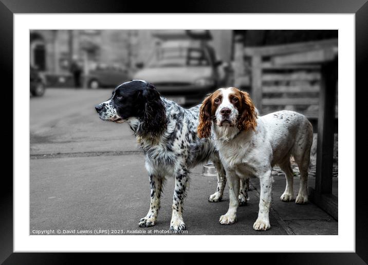 Two Spaniels Framed Mounted Print by David Lewins (LRPS)