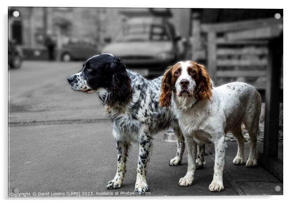 Two Spaniels Acrylic by David Lewins (LRPS)