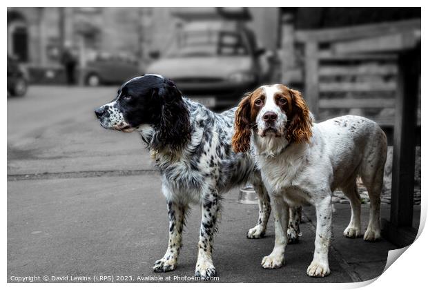Two Spaniels Print by David Lewins (LRPS)