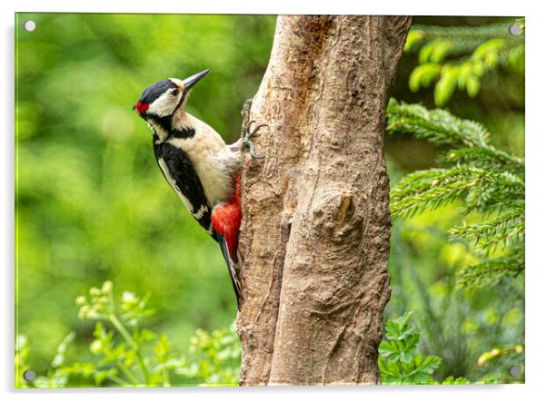 The great spotted woodpecker Acrylic by kathy white