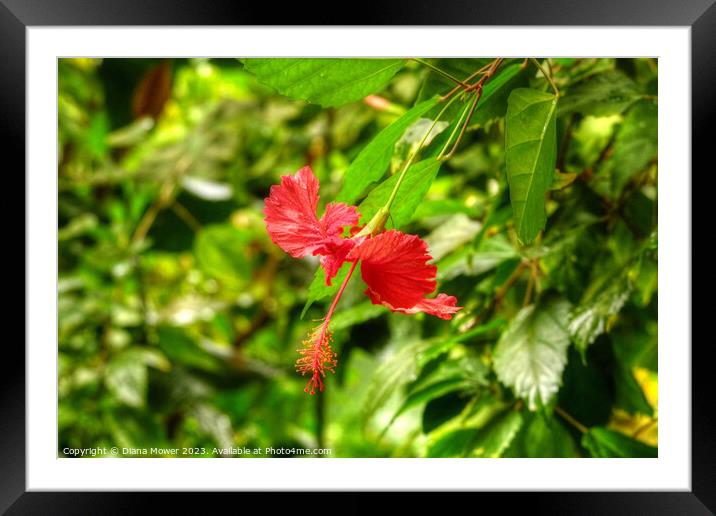 Red Hibiscus Flower Framed Mounted Print by Diana Mower