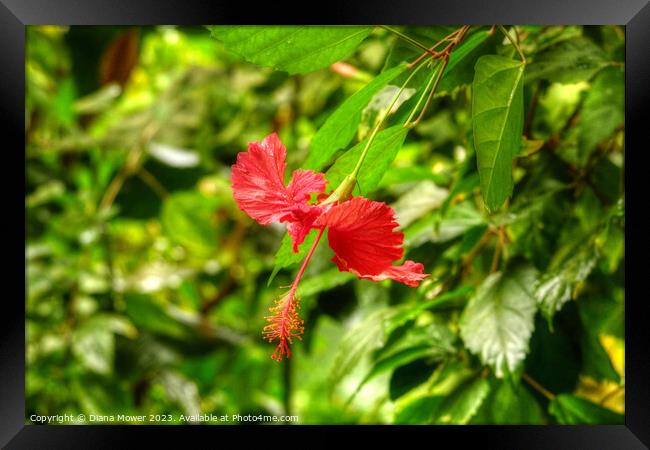 Red Hibiscus Flower Framed Print by Diana Mower