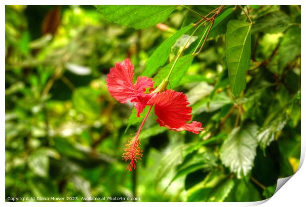 Red Hibiscus Flower Print by Diana Mower