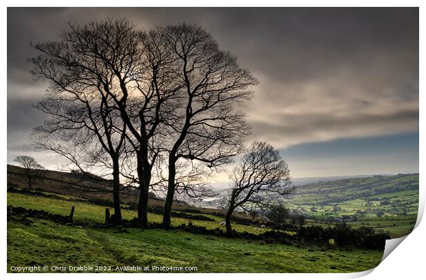 Winter Trees at Roach End Print by Chris Drabble