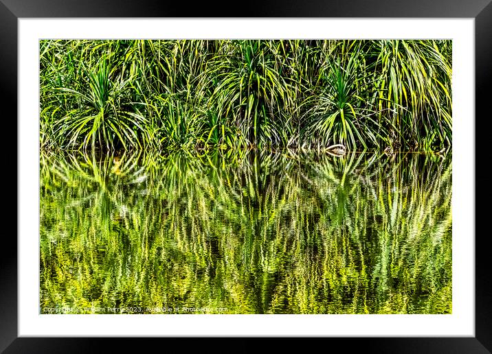 Pandanus Reflection Fairchild Garden Coral Gables Florida Framed Mounted Print by William Perry