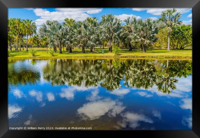 Palm Trees Reflection Fairchild Garden Coral Gables Florida  Framed Print by William Perry