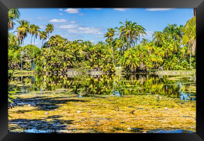 Palm Trees Coconuts Lake Reflection Fairchild Garden Coral Gable Framed Print by William Perry
