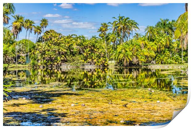 Palm Trees Coconuts Lake Reflection Fairchild Garden Coral Gable Print by William Perry