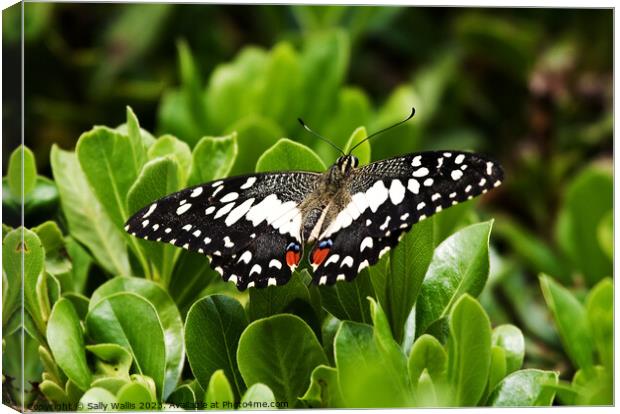 Citrus Swallowtail Butterfly Canvas Print by Sally Wallis
