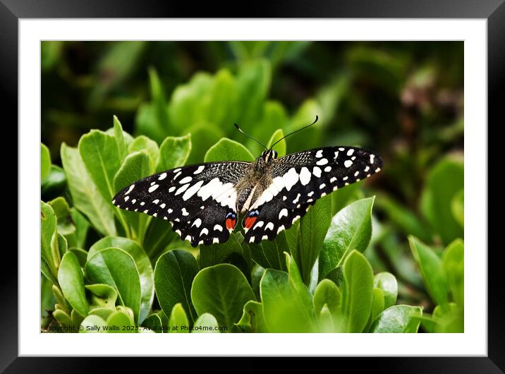 Citrus Swallowtail Butterfly Framed Mounted Print by Sally Wallis