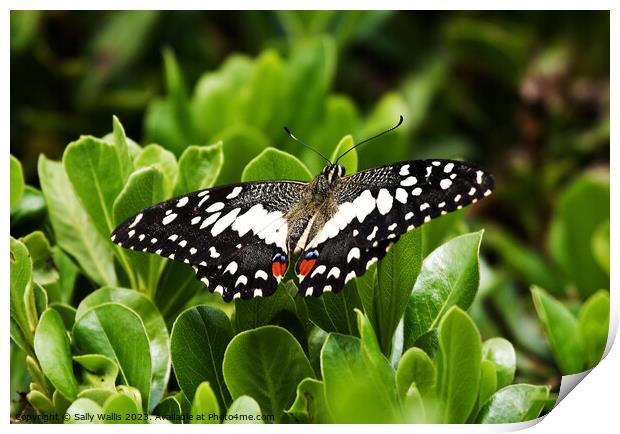 Citrus Swallowtail Butterfly Print by Sally Wallis
