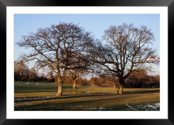 Oak trees and floods - Hellingly, East Sussex Framed Mounted Print by Sally Wallis