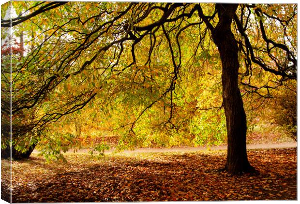 Under Spreading Chestnut Boughs Canvas Print by Sally Wallis